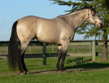 Cals Special Edition Buckskin AQHA Buckskin Stallion