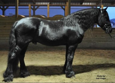 Darktanion homozygous black friesian stallion 