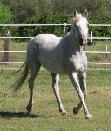 grey gray purebred arabian mare sv basksko bask witraz kaborr naborr ferbeyn fadju