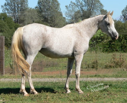 grey gray purebred arabian mare sv basksko bask witraz kaborr naborr ferbeyn fadju