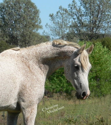 grey gray purebred arabian mare sv basksko bask witraz kaborr naborr ferbeyn fadjur