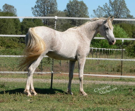 grey gray purebred arabian mare sv basksko bask witraz kaborr naborr ferbeyn fadju