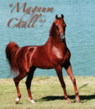 Magnum Chall HVP Arabian Stallion