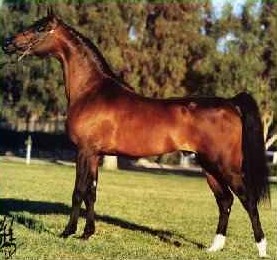 Mark of Fame bay arabian stallion