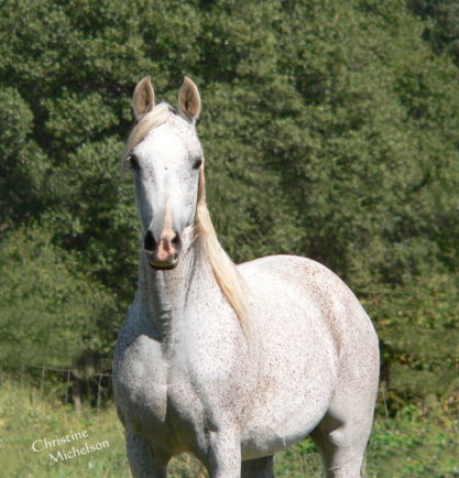 grey gray purebred arabian mare sv basksko bask witraz kaborr naborr ferbeyn fadju