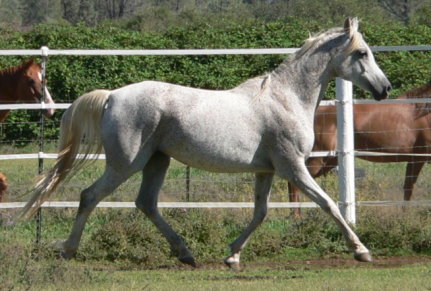 grey gray purebred arabian mare sv basksko bask witraz kaborr naborr ferbeyn fadju