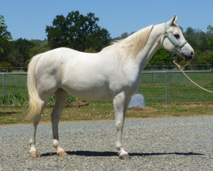 purebred araian mare for sale grey gray white Belesemo reflkshn, ga'zi, gai parada+++/, *karadjordje+++