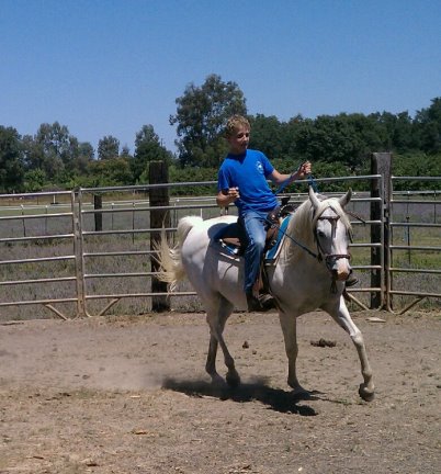 purebred araian mare for sale grey gray white Belesemo reflkshn, ga'zi, gai parada+++/, *karadjordje+++