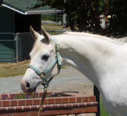 purebred araian mare for sale grey gray white Belesemo reflkshn, ga'zi, gai parada+++/, *karadjordje+++