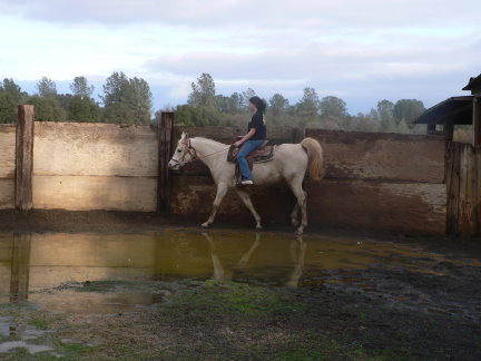 purebred araian mare for sale grey gray white Belesemo reflkshn, ga'zi, gai parada+++/, *karadjordje+++