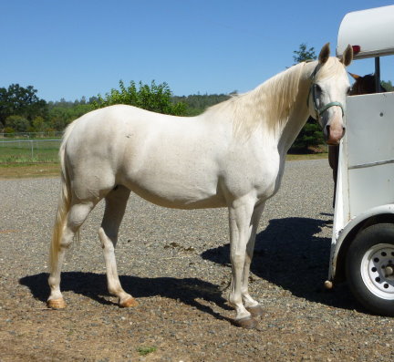 purebred araian mare for sale grey gray white Belesemo reflkshn, ga'zi, gai parada+++/, *karadjordje+++