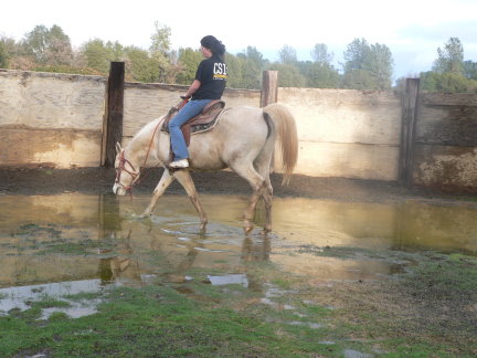 purebred araian mare for sale grey gray white Belesemo reflkshn, ga'zi, gai parada+++/, *karadjordje+++