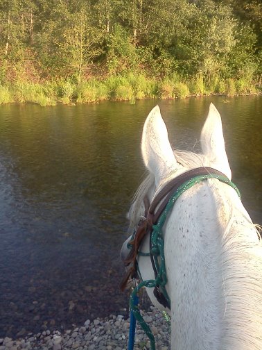 purebred araian mare for sale grey gray white Belesemo reflkshn, ga'zi, gai parada+++/, *karadjordje+++